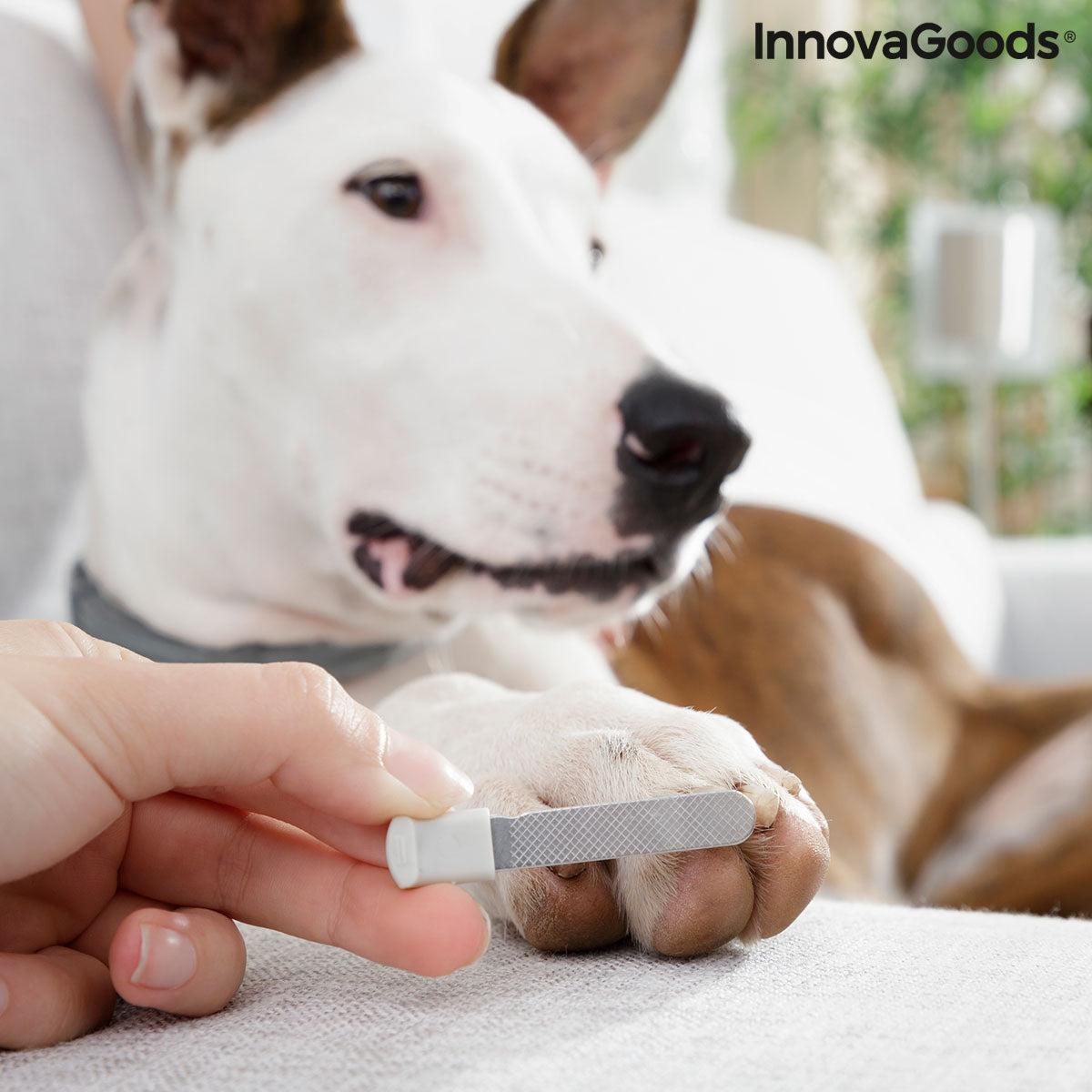 Pet Nail Clippers with LED Clipet