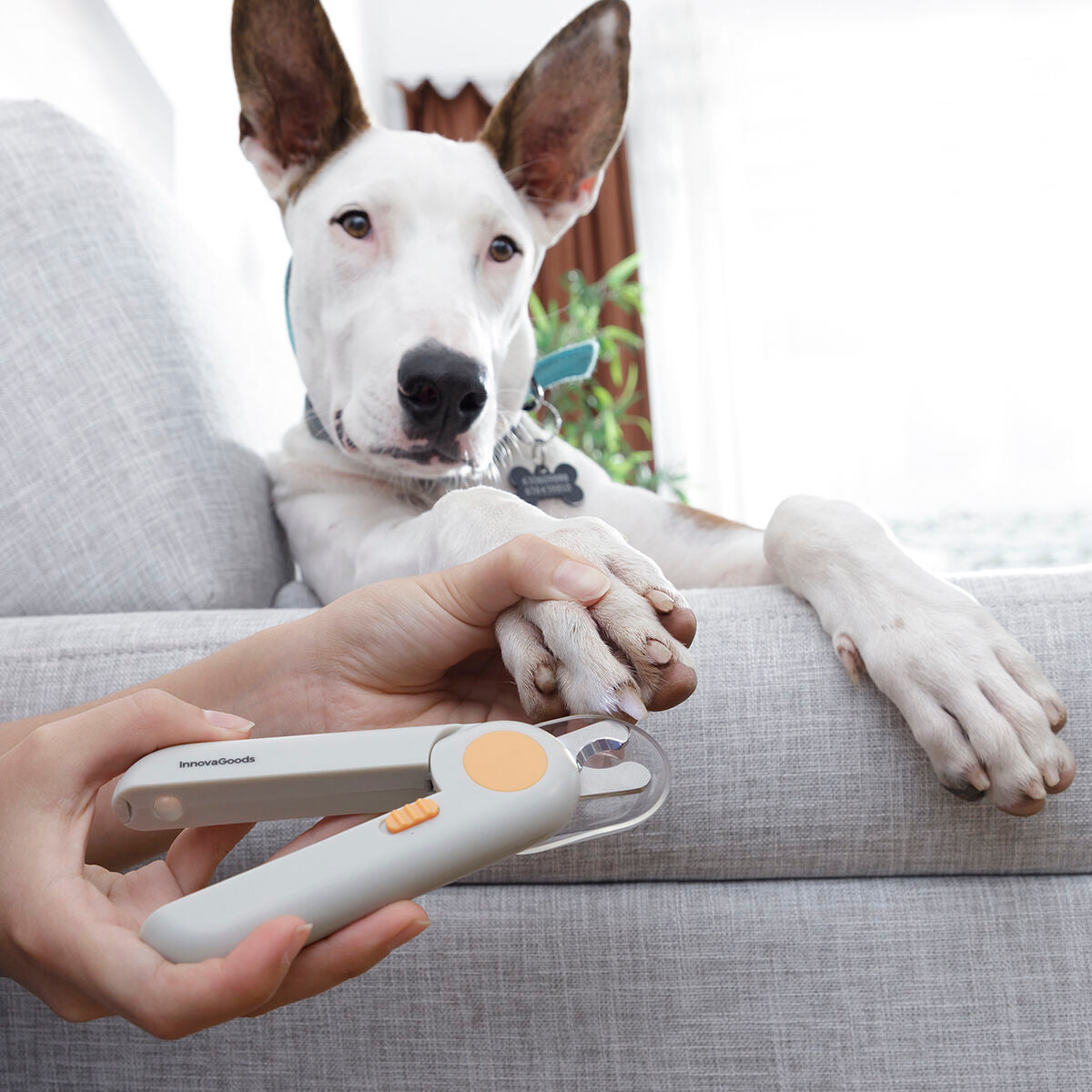Pet Nail Clippers with LED Clipet