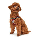 Atmungsaktives Hundegeschirr mit 3D-Mesh